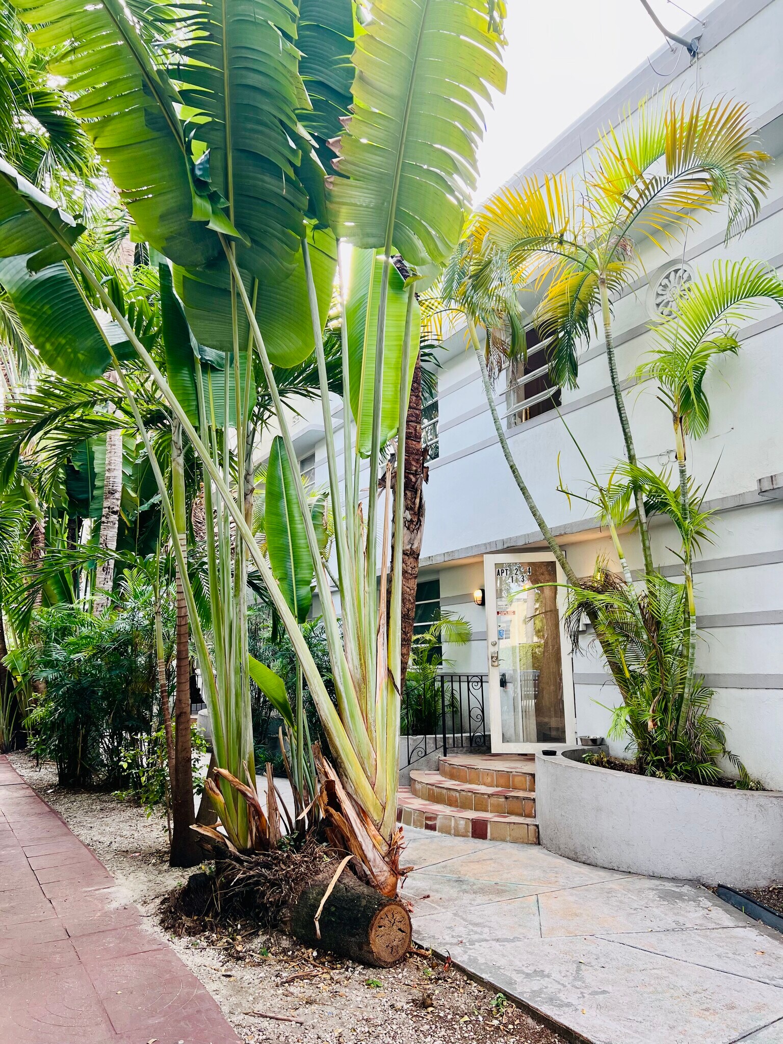 Tropical landscaping outside the front door - 901 Euclid Ave