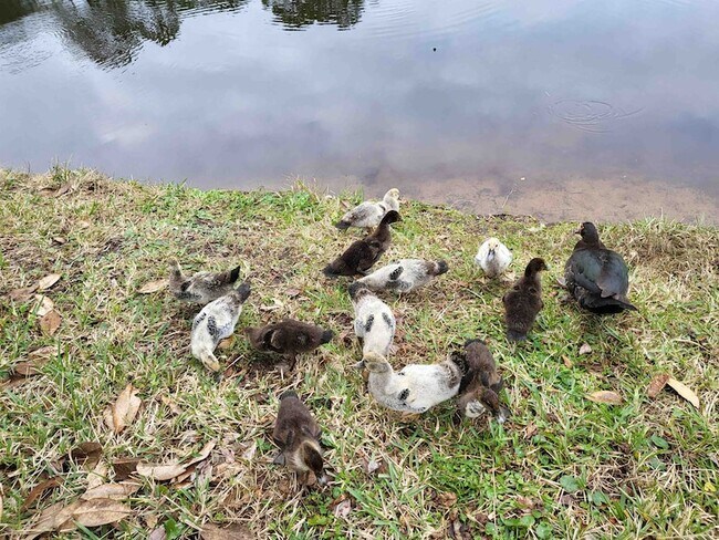 Building Photo - 237 N Hidden Tree Dr