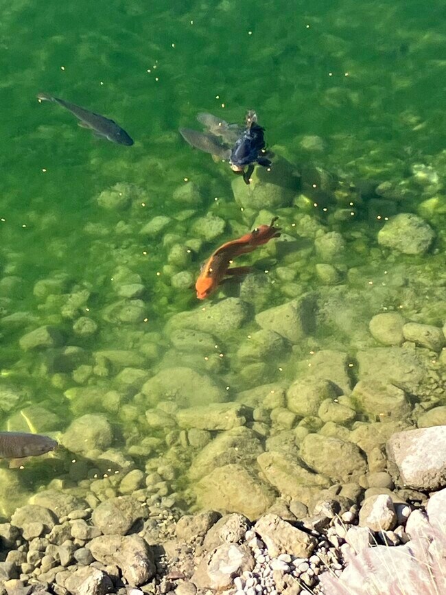 Building Photo - 1800 Club House Dr