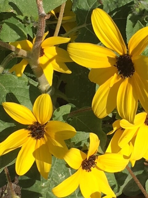 Plant Flowers on the Community Patio - 7626 W Opohonga Ln