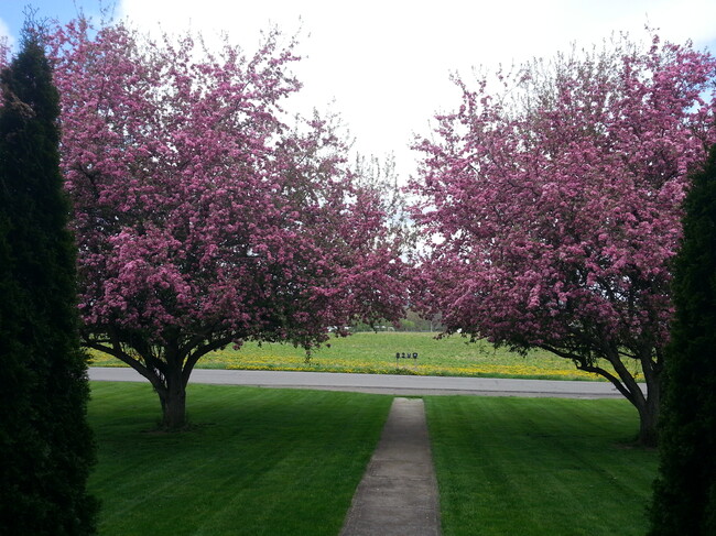 Springtime view - 200 Carpenter Rd