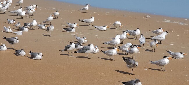 Building Photo - 486 Pinewood St