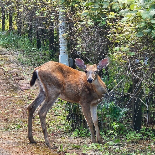 Building Photo - STATUS: *HOLD*|R275| $2495