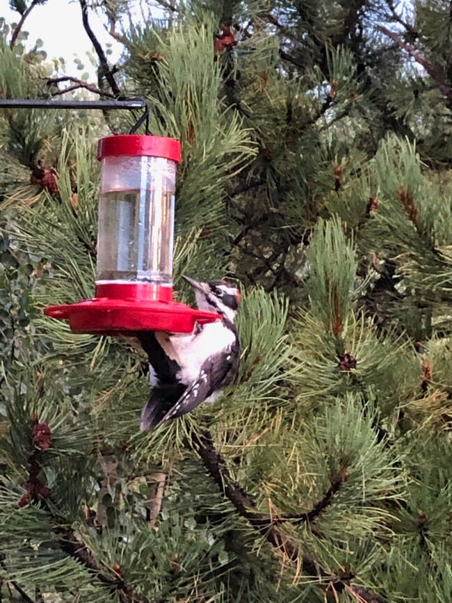 Building Photo - 609 Buffalo Ridge Rd