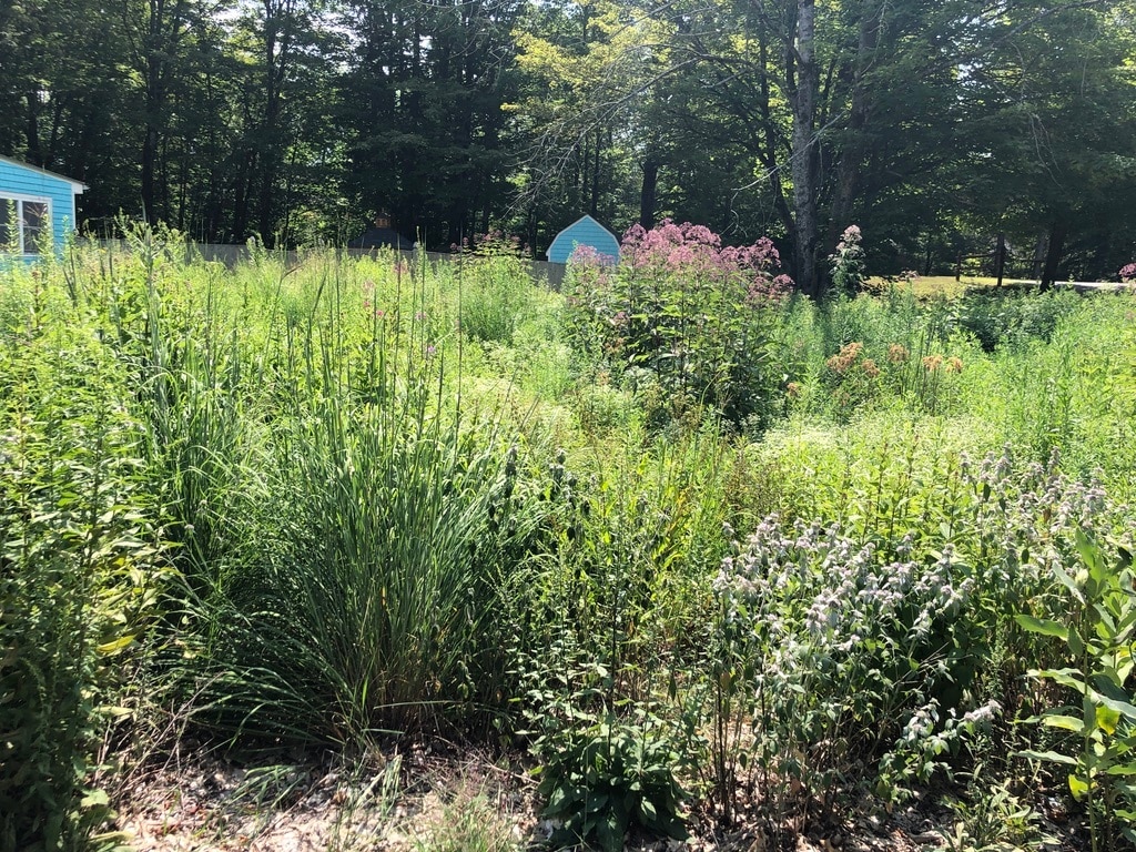 all Native NH pollinating plants - 46 Wilmot Center Rd