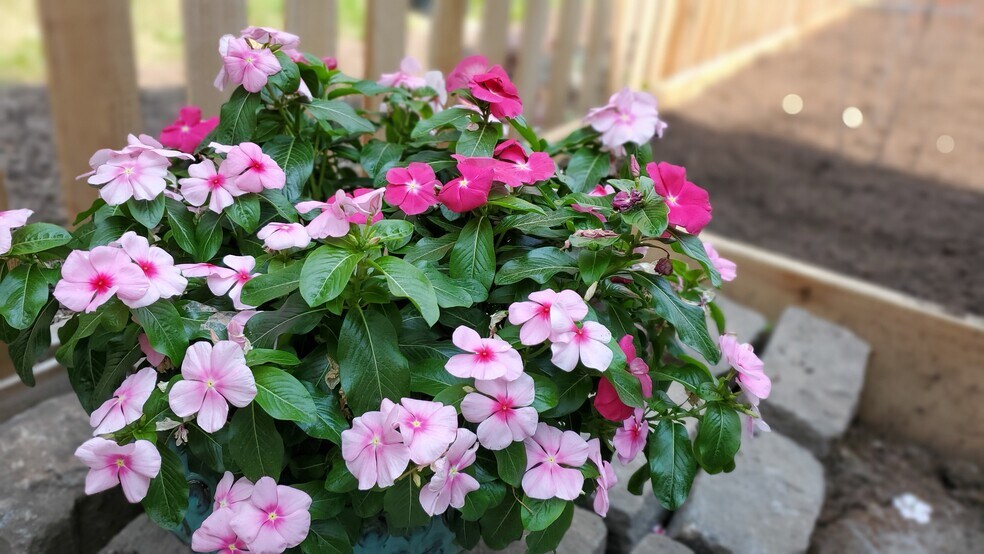 Beautiful Annuals - 1400 N Girard Ave N