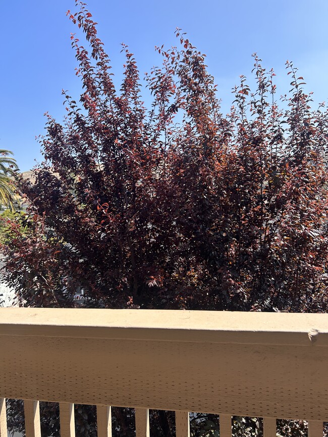 Front door view/ plum tree - 260 Industrial Pky