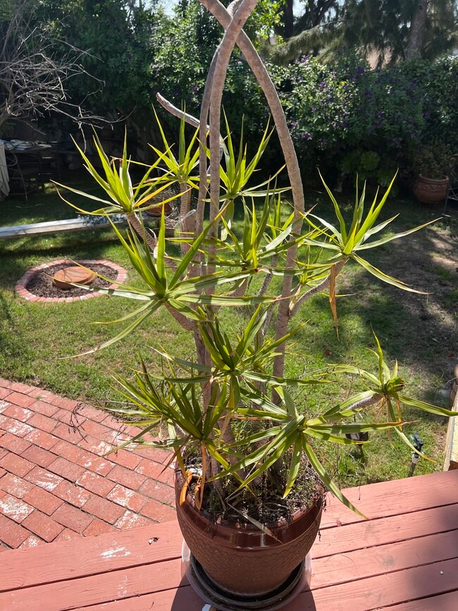 BACK YARD - 2441 10th St