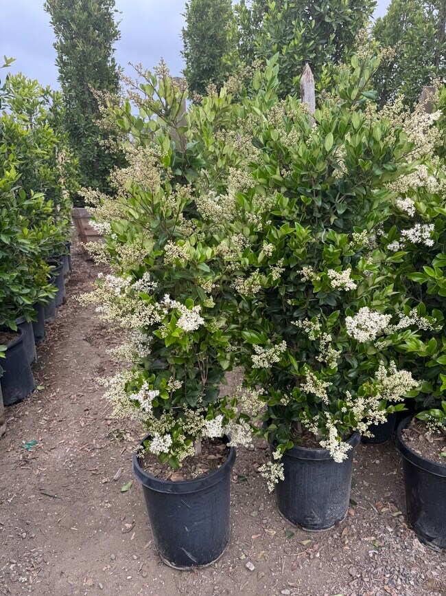 50 bushes added to front yard for increased privacy, photos to follow - 2935 Westwood Blvd