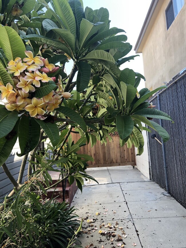 Curated garden with plumerias at the entrance - 4228 Lockwood Ave