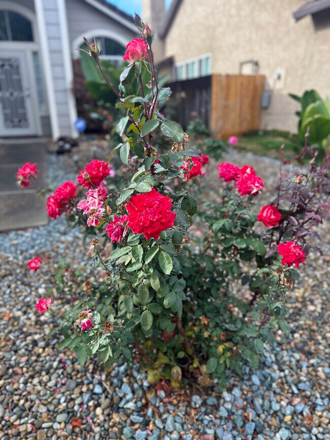 Front Yard Rose Garden - 9316 Caulfield Dr