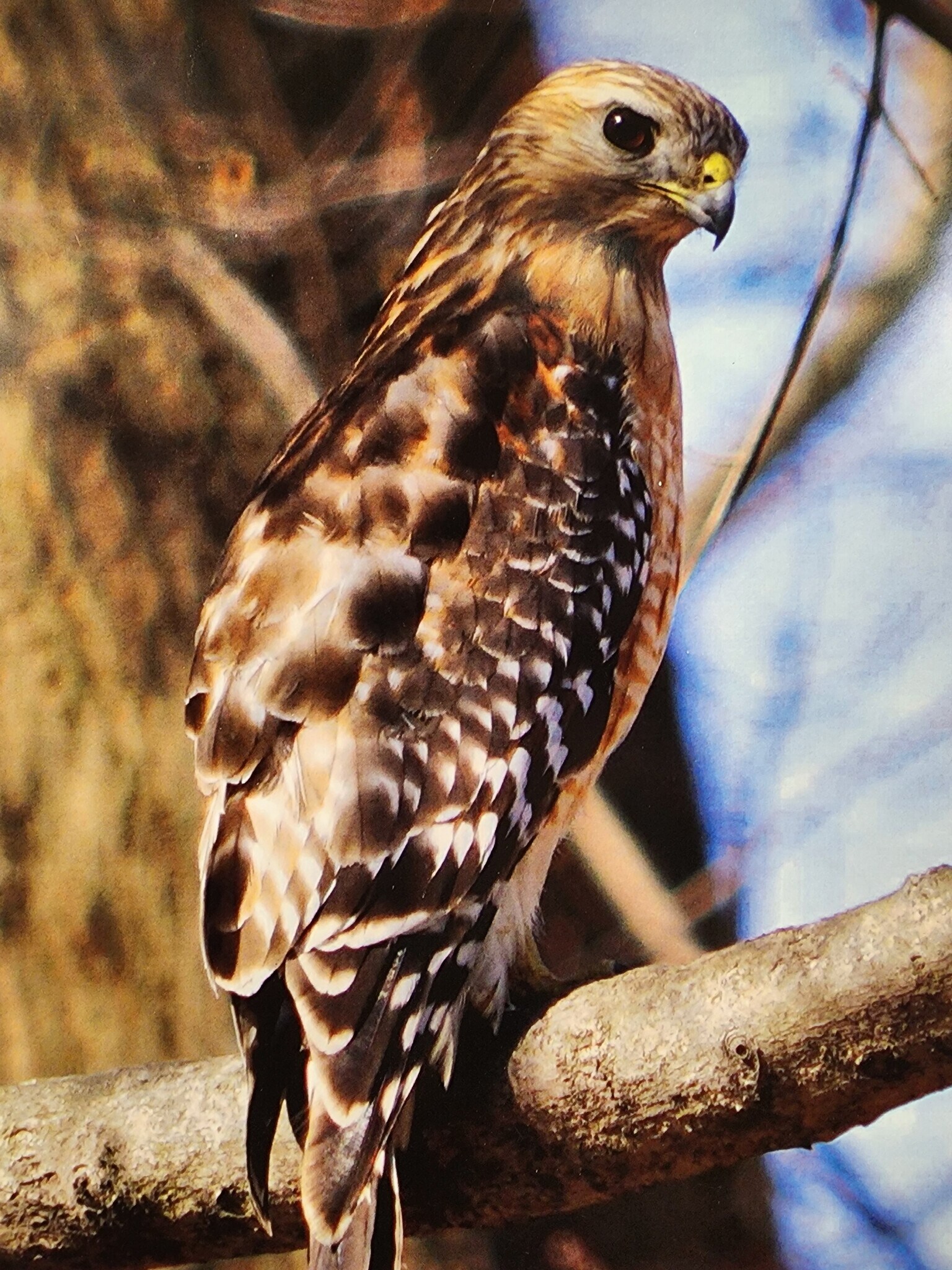 Wildlife on campus - 5901 Mt Eagle Dr