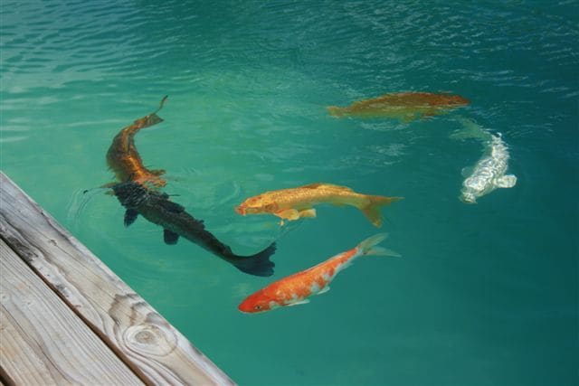 Building Photo - 11 N Honokala Rd