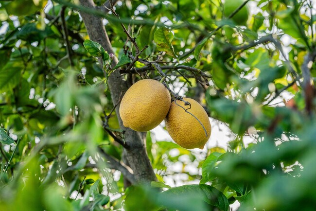 Building Photo - 686 Enchanted Way