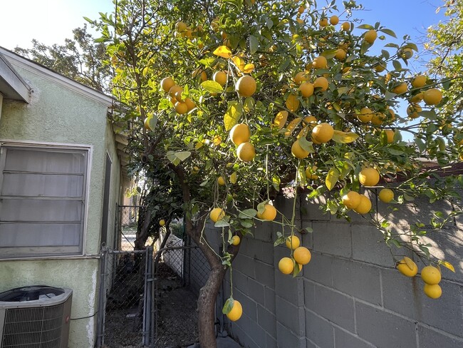 Meyer Lemon Tree - 632 N Griffith Park Dr