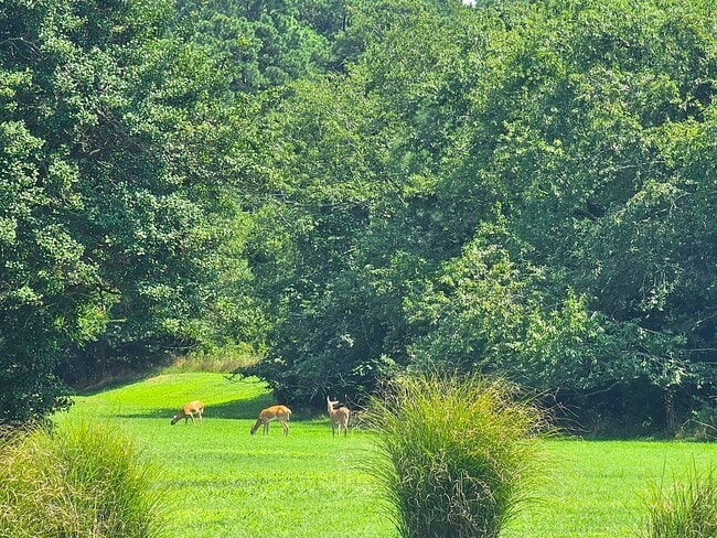 Building Photo - 2694 Jolly Rodger Dr