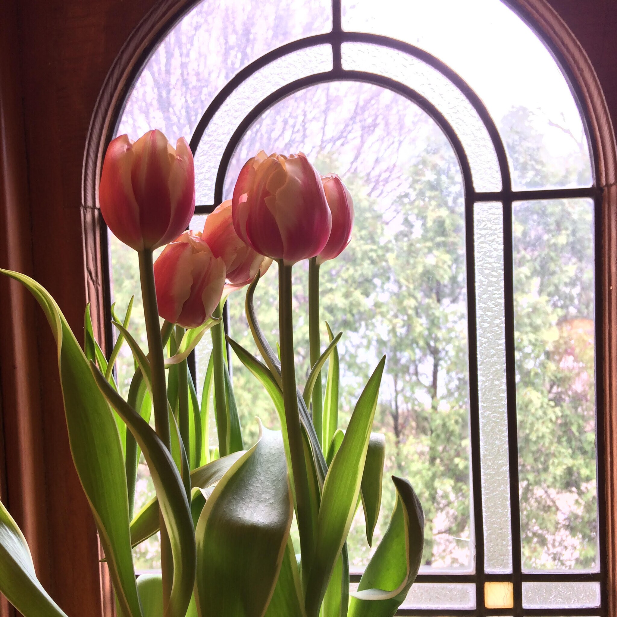 Window detail - 1041 S 96th St