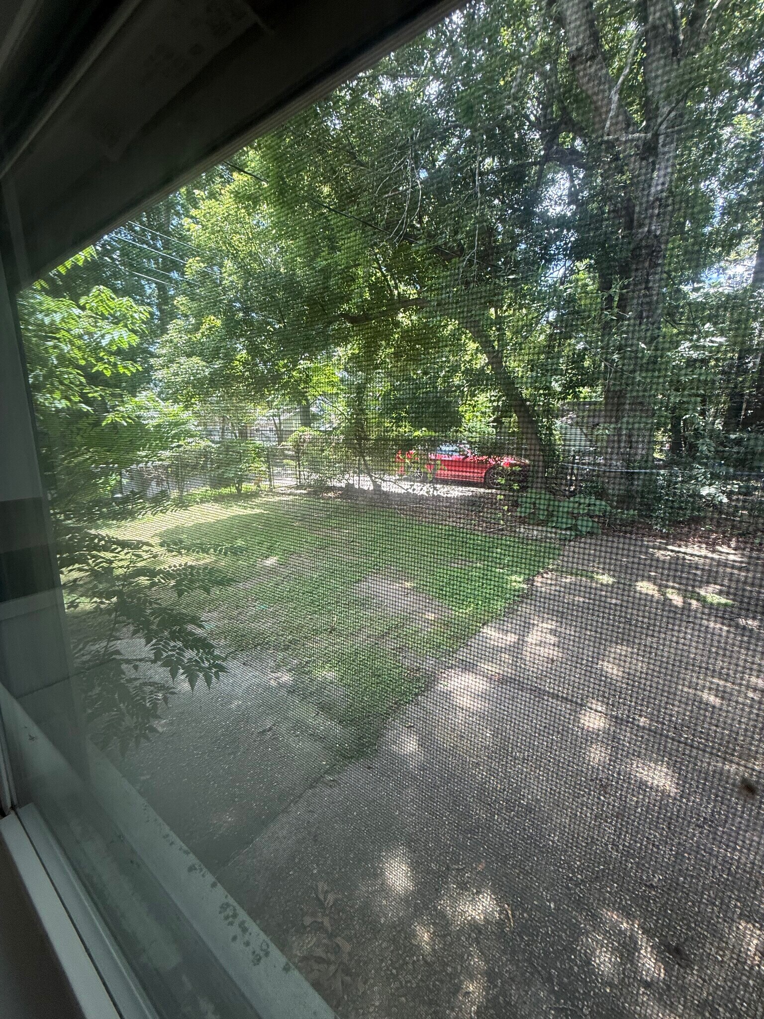 Backyard - 823 Rittiner Dr