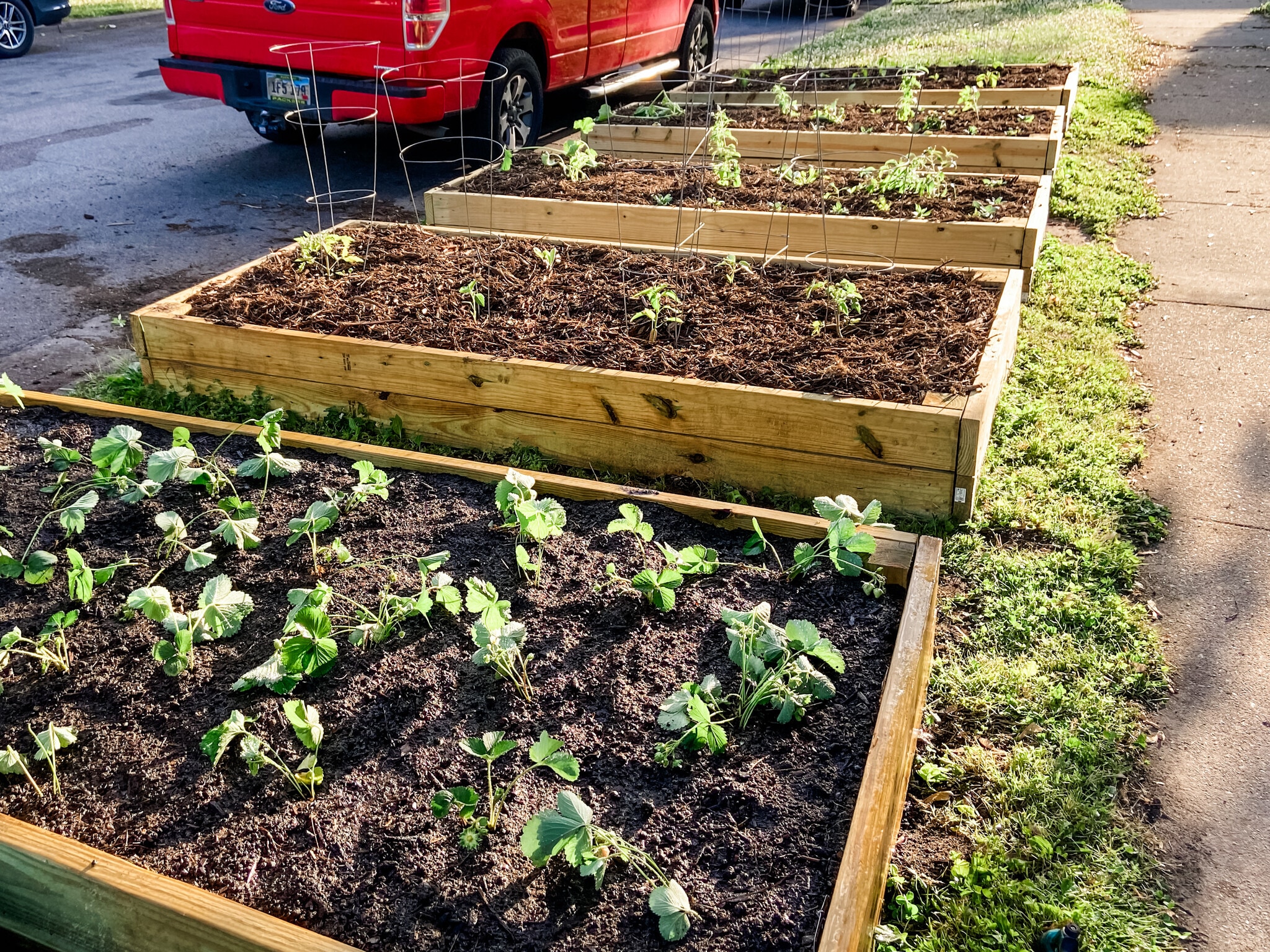 Five raised beds in the front yard, including one bed of mature strawberries and one bed of garlic. - 819 Edmund Ave