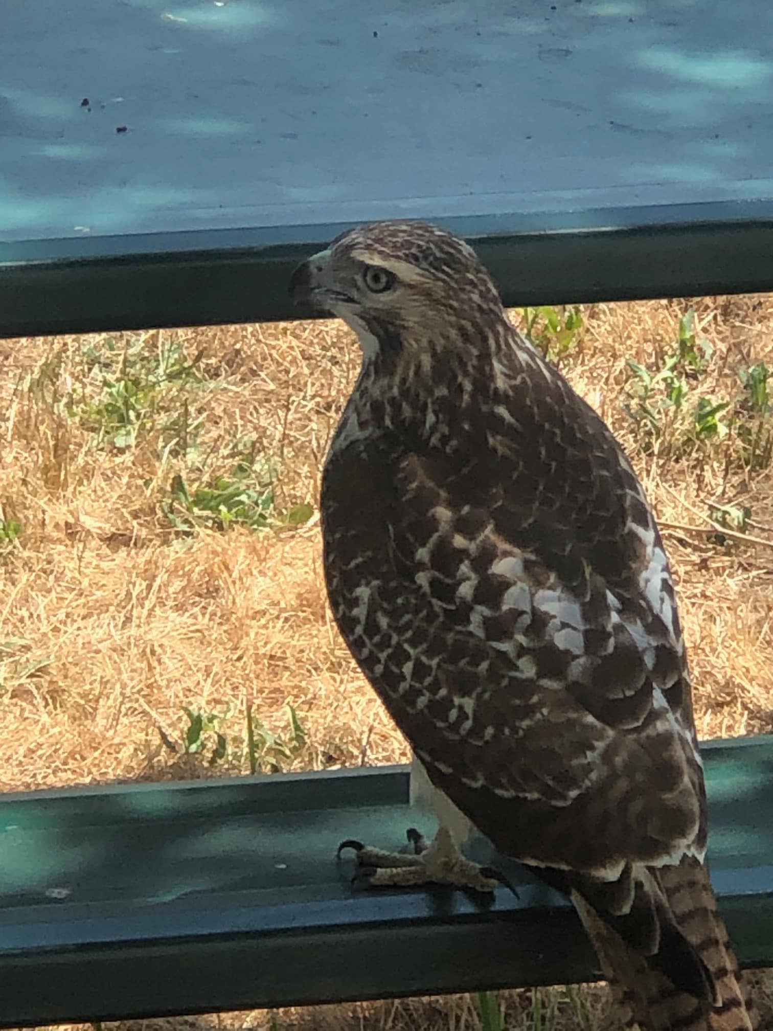 Osprey at Picnic table - 99 New York St