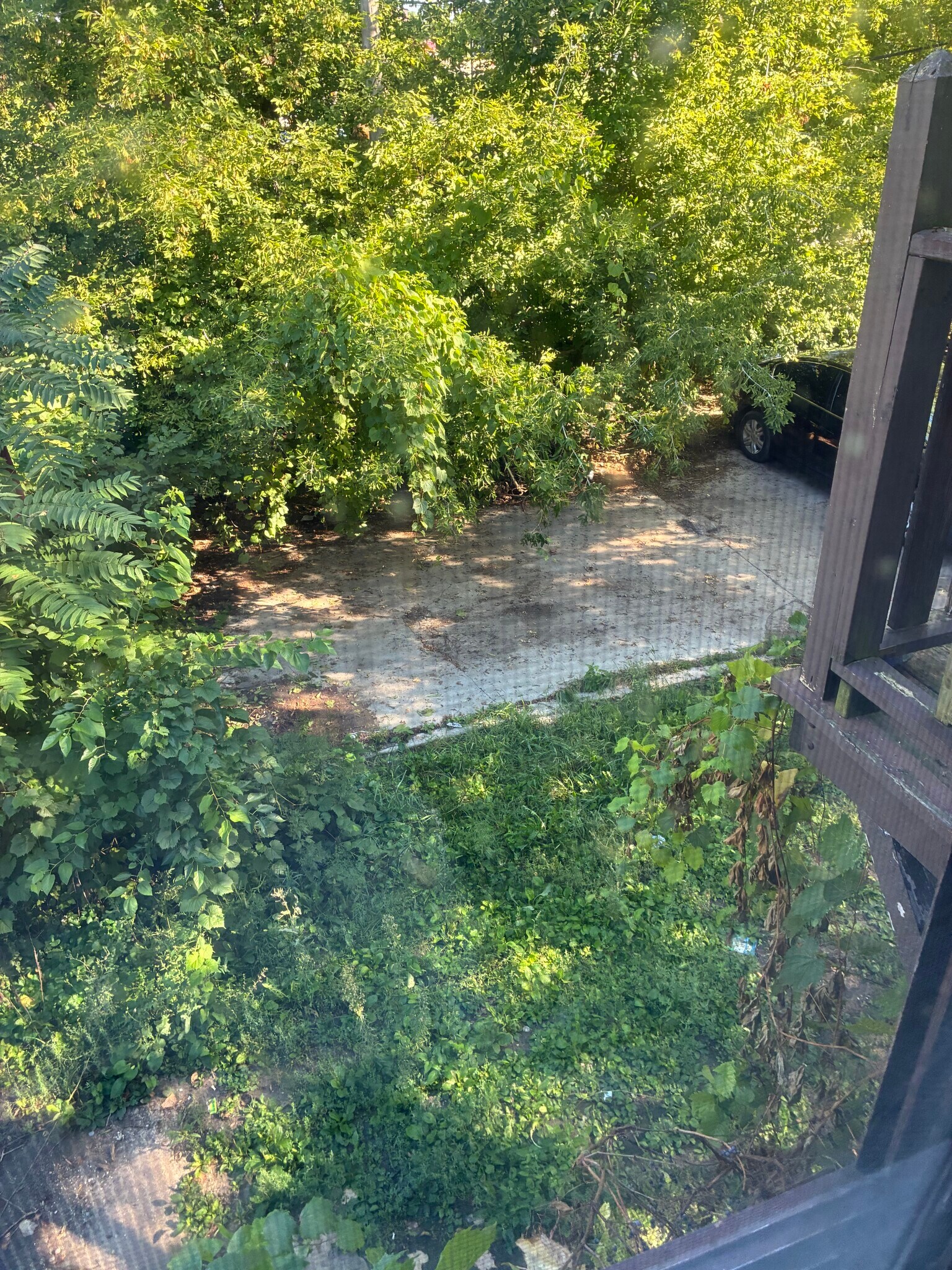 Back yard - 1310 W Clarke St