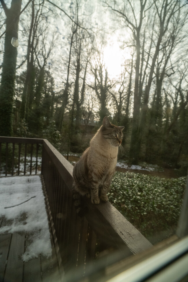 neighborhood cat - 1947 Annette Ln SW