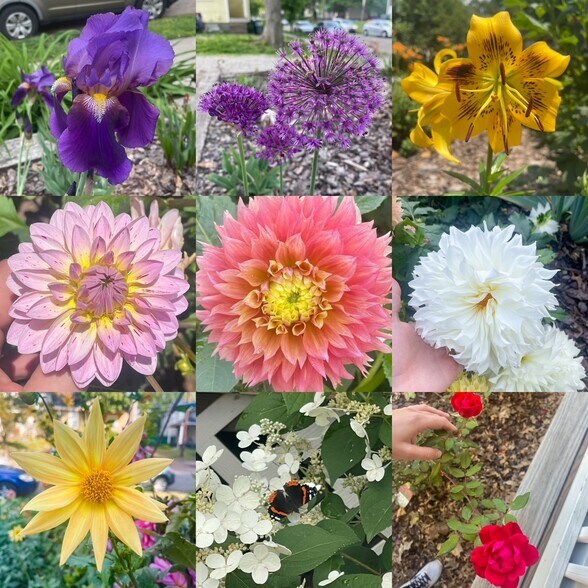 Dahlias that come out in late summer - 2441 Medary Ave