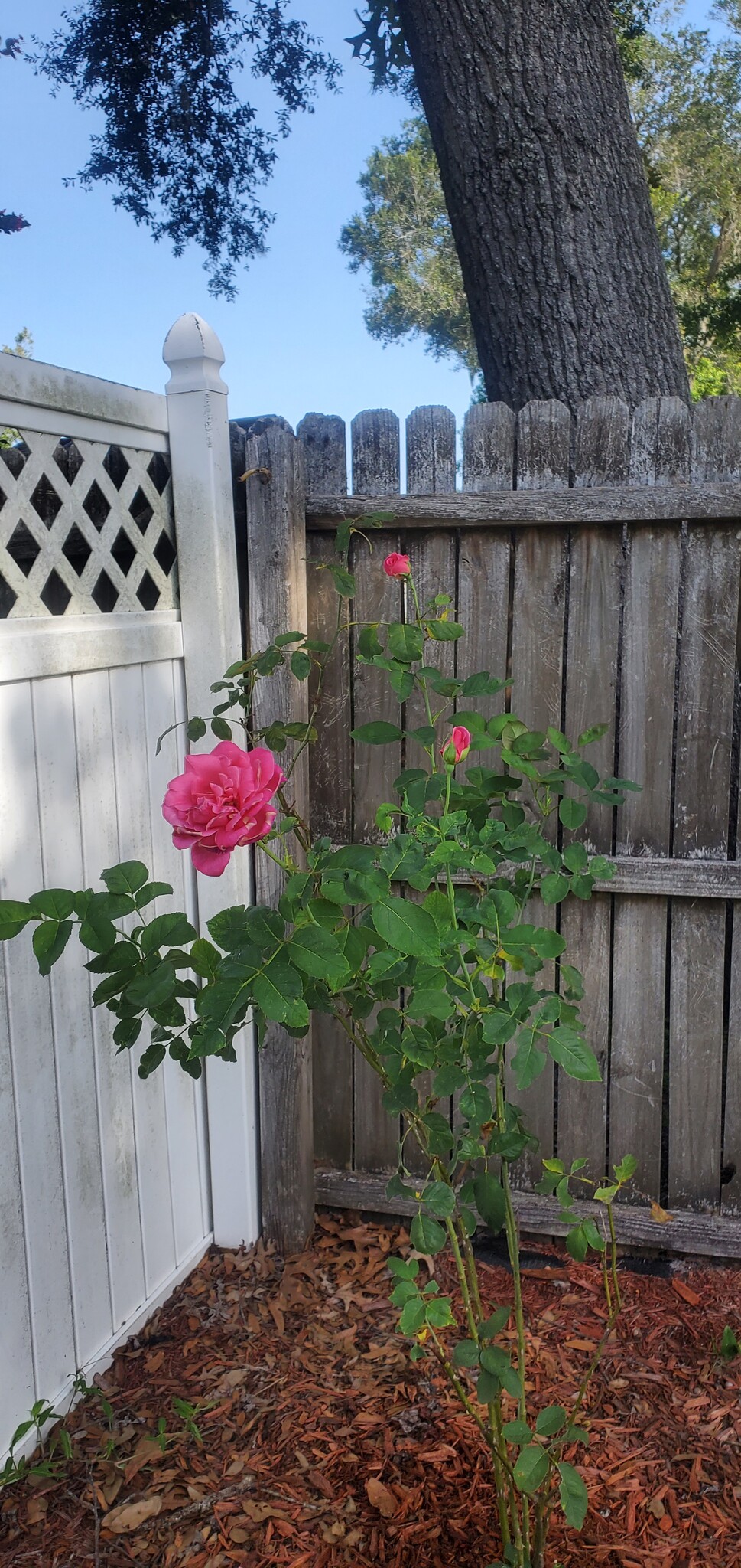 Blooming roses - 2620 Moody Ave