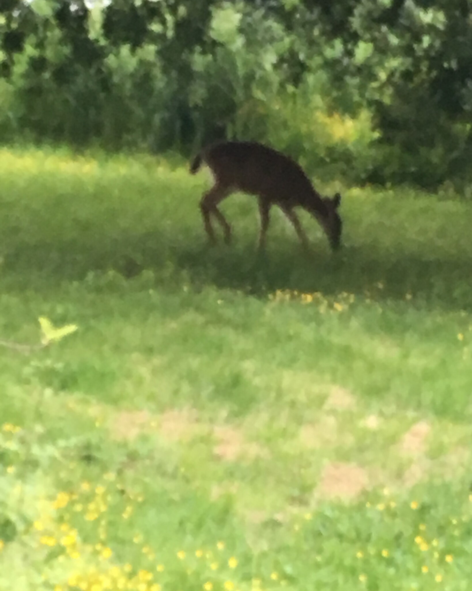 Deer in Yard - 24615 104th Ave Ct E