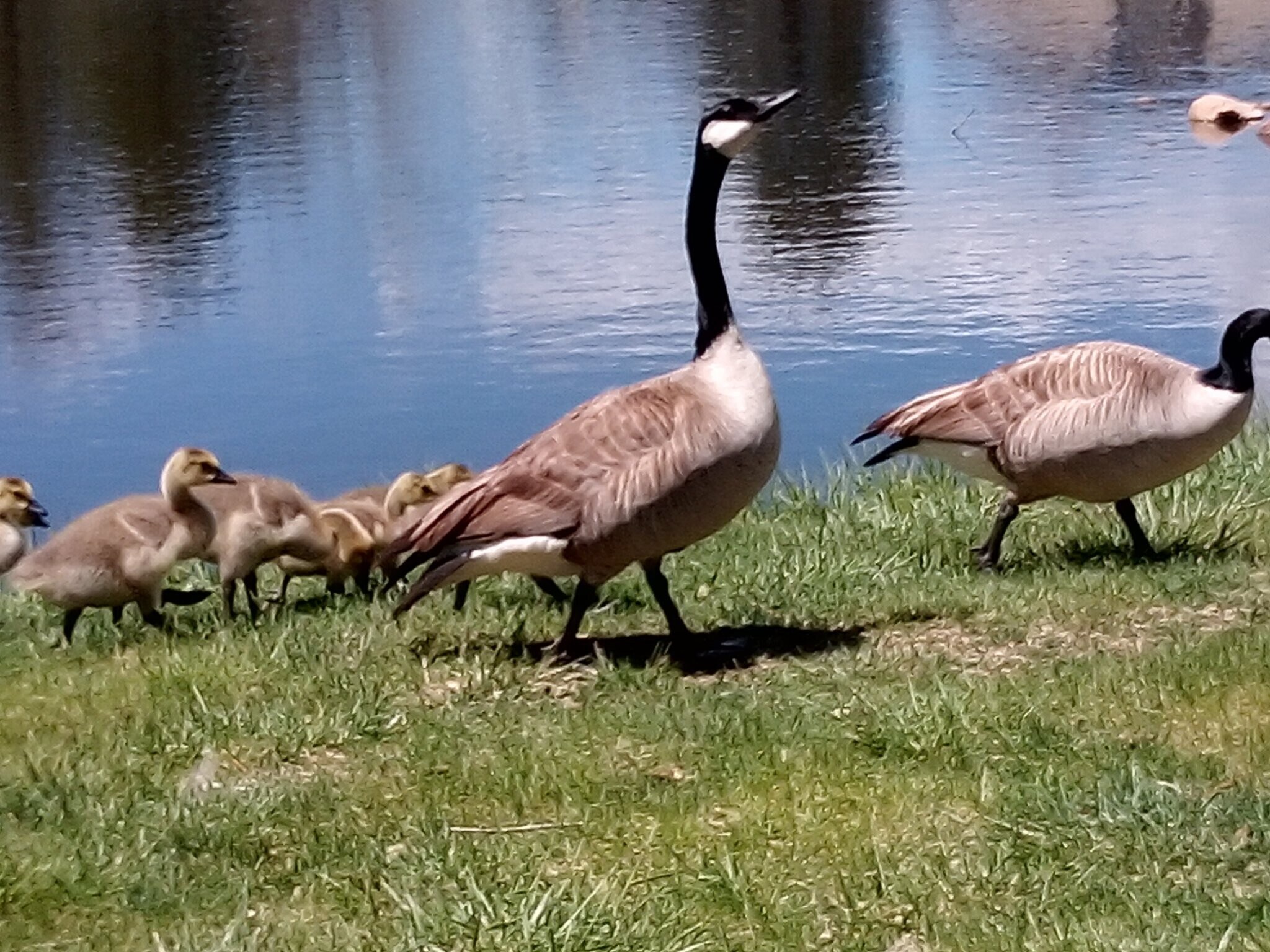 Geese, Ducks, and Turtles - 850 W Moorhead Cir