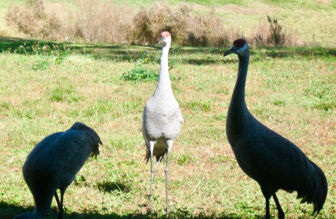 Building Photo - 1371 Melshire Ave