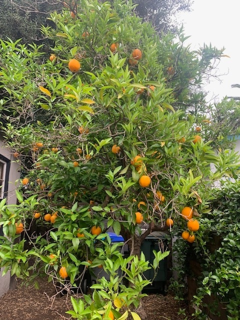 Orange tree in backyard - 585 California St