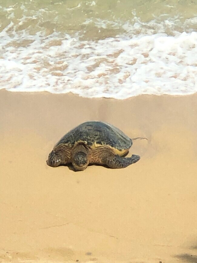 Building Photo - 53-549 Kamehameha Hwy