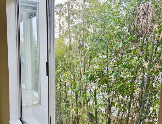 Views of bamboo from the large bedroom window. - 2221 Ocean Ave