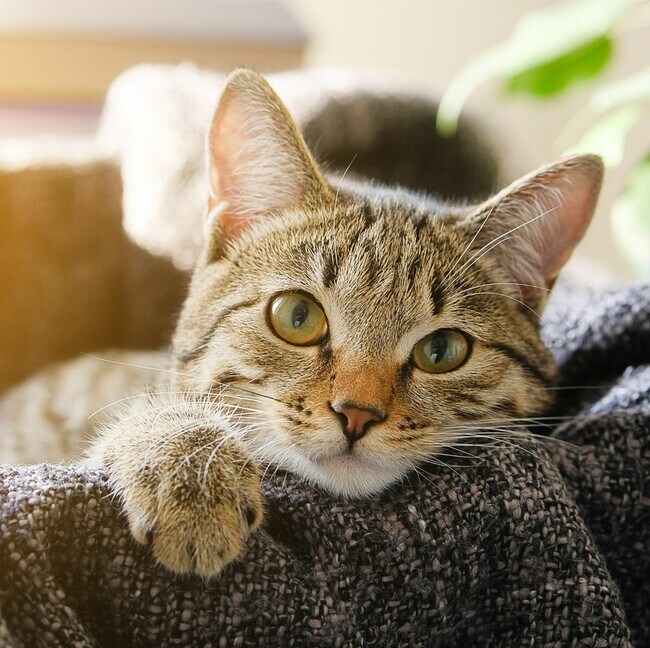 Cat Friendly - 810 Seward St.