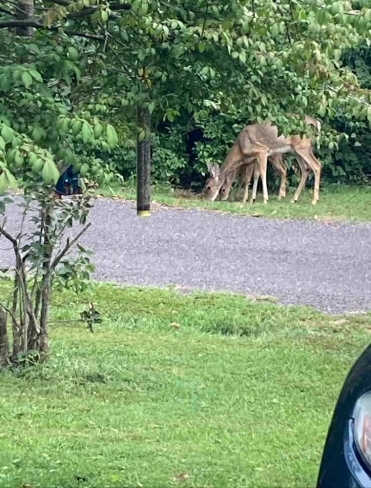 Mother and her babies - 738 Kohnen Dr