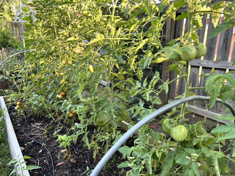 Tomatoes - 3817 Lafayette Ave