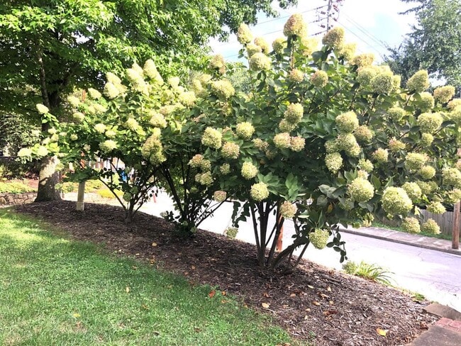 Building Photo - Central AVL - Beautifully Restored and Updated Apartment