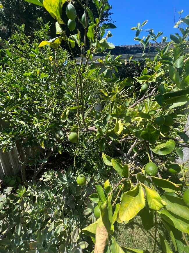 Lime Tree - 6947 Jellico Ave