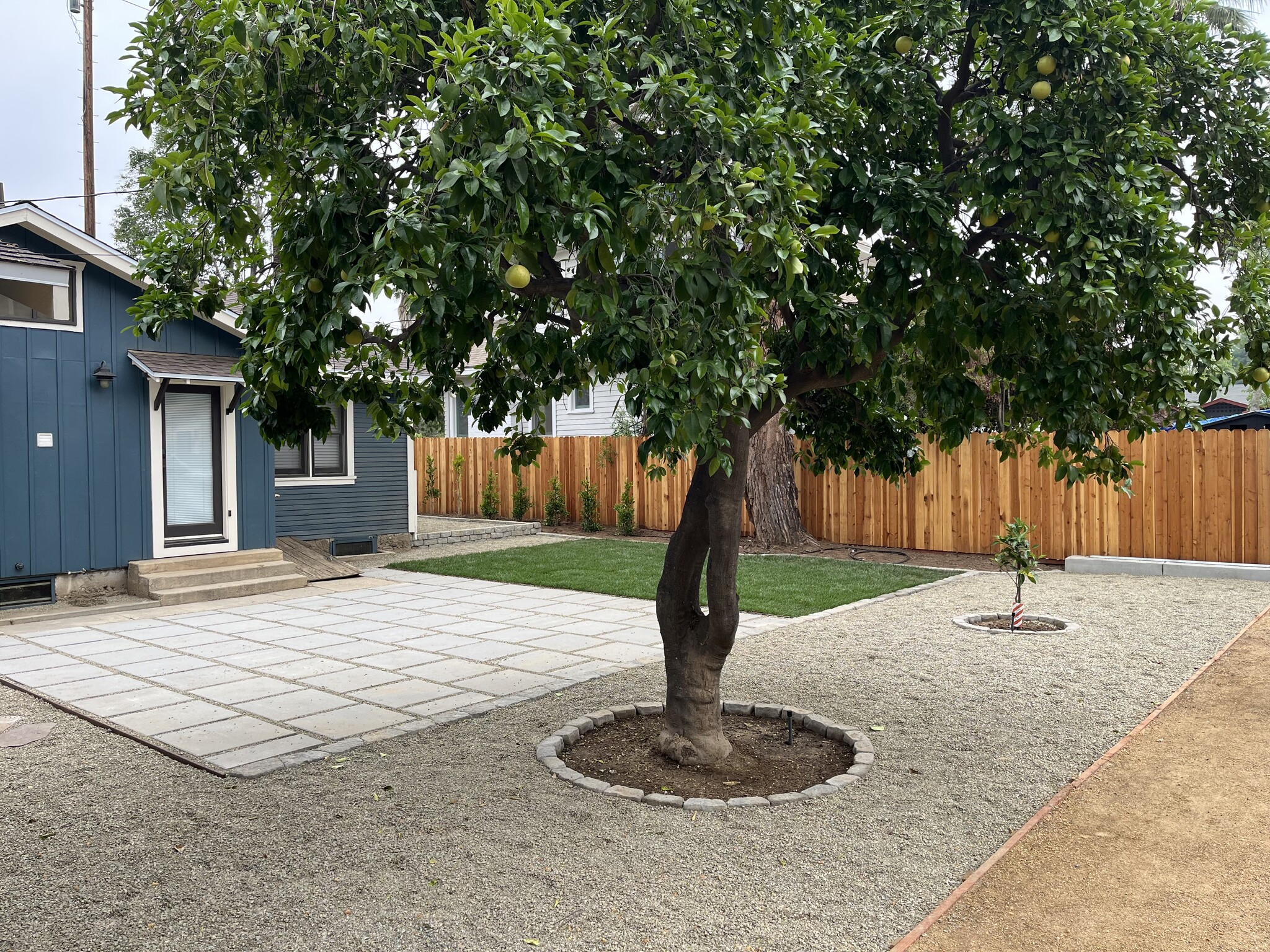 Backyard, patio, fruit trees. - 3442 1st St