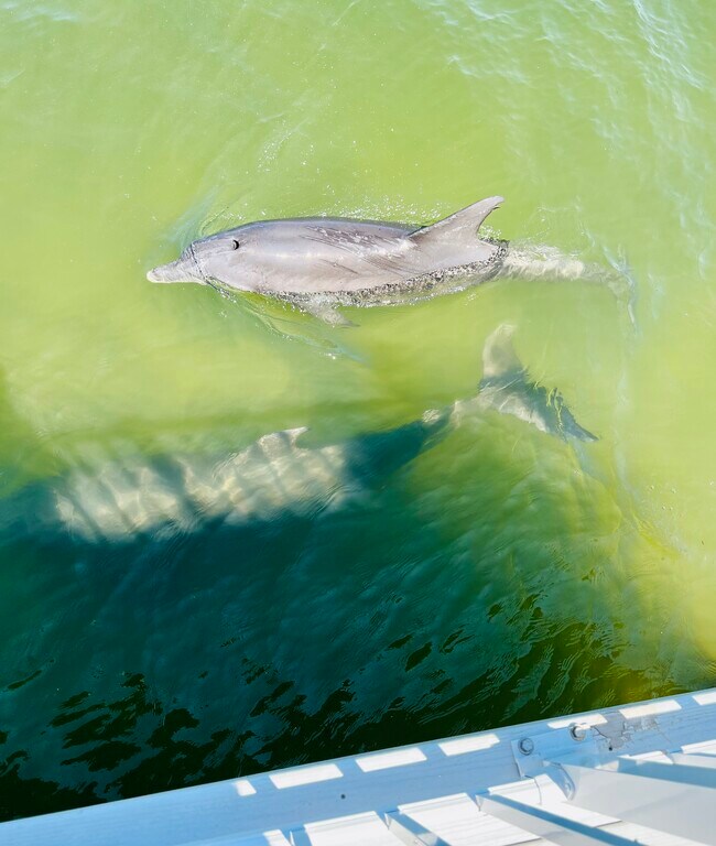 Dolphins passing by the deck - 1859 Shore Dr S