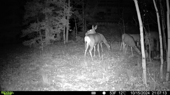 Building Photo - 609 Buffalo Ridge Rd