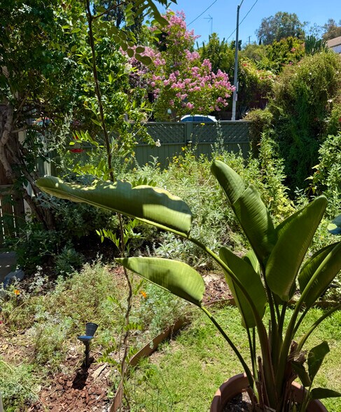 Front garden - 1011 1/2 N Coronado St
