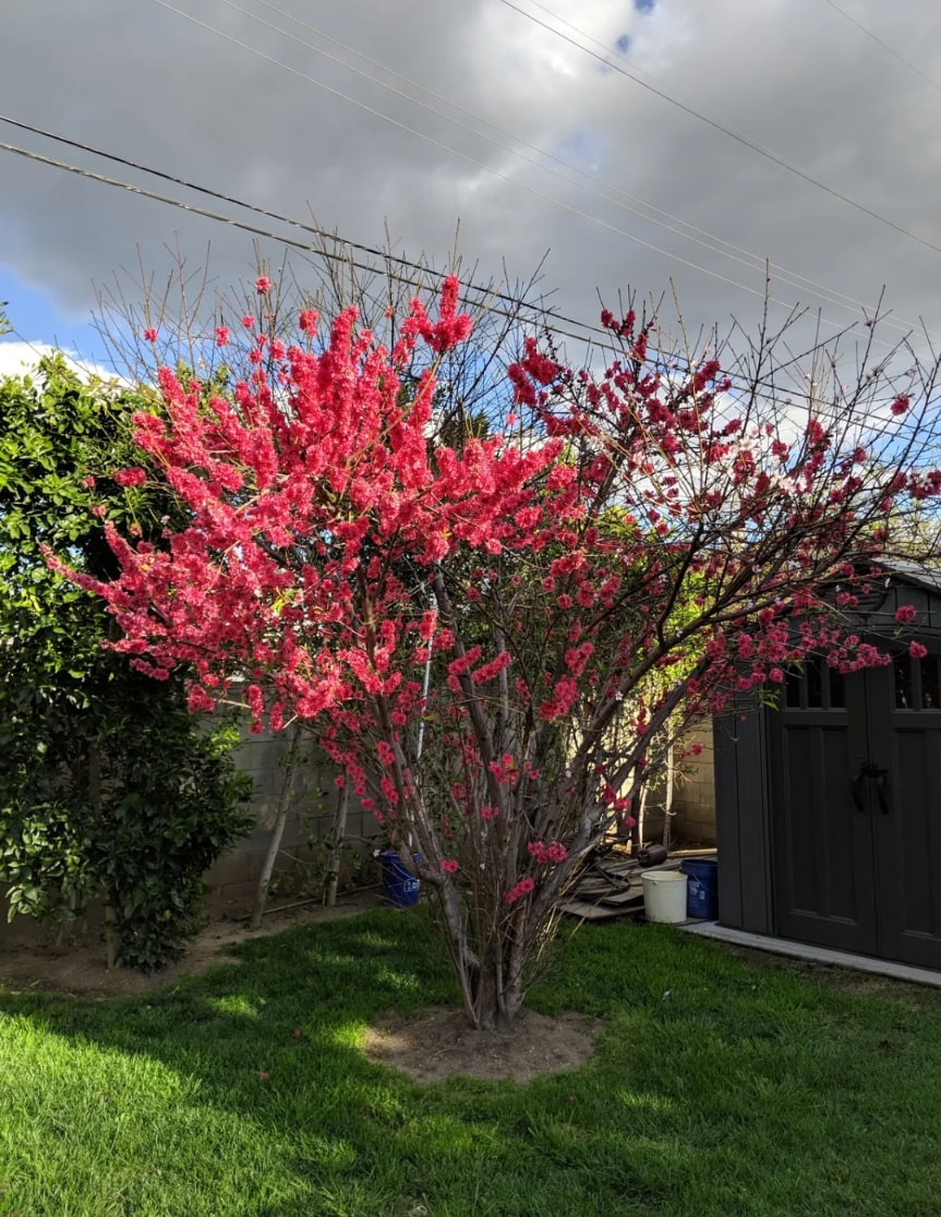 Building Photo - 9948 Bevis Ave