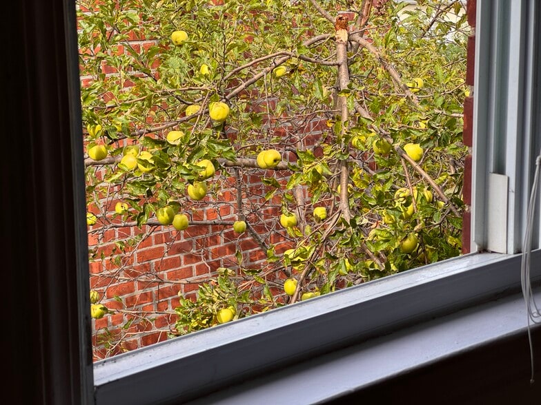Delicious apples practically within reach from your bedroom window! - 1624 Ohm Ave