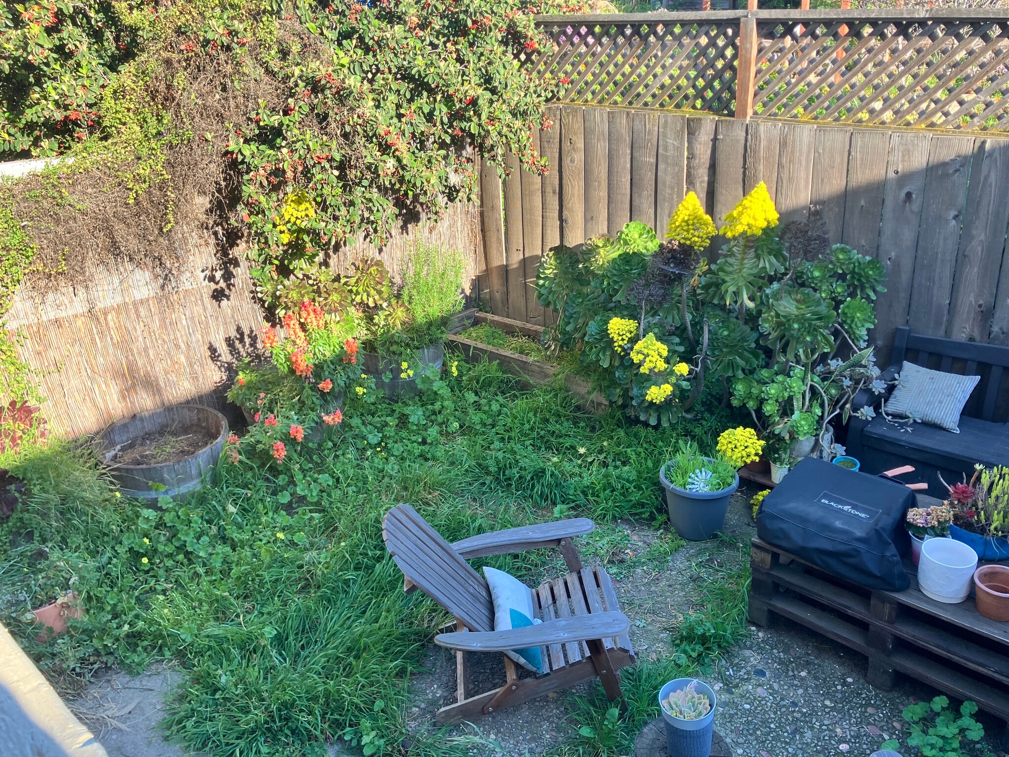 back yard now - 5428 Van Fleet Avenue