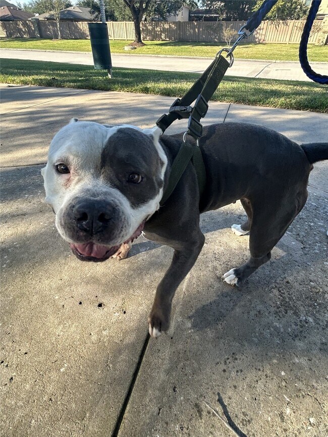 Building Photo - 18702 Desert Marigold Dr