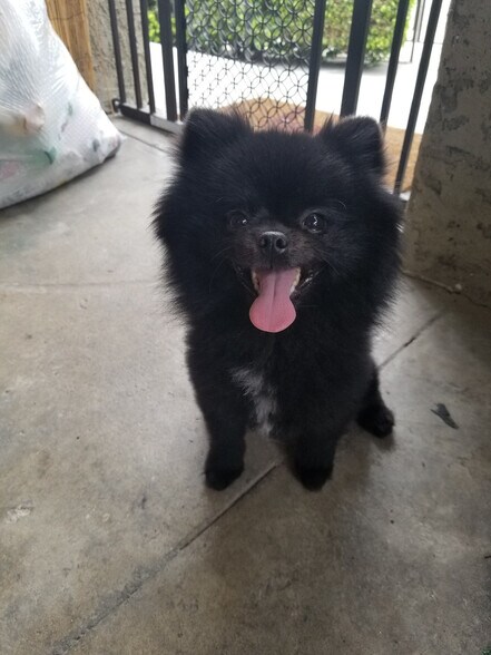 Building Photo - 831 Alandele Ave