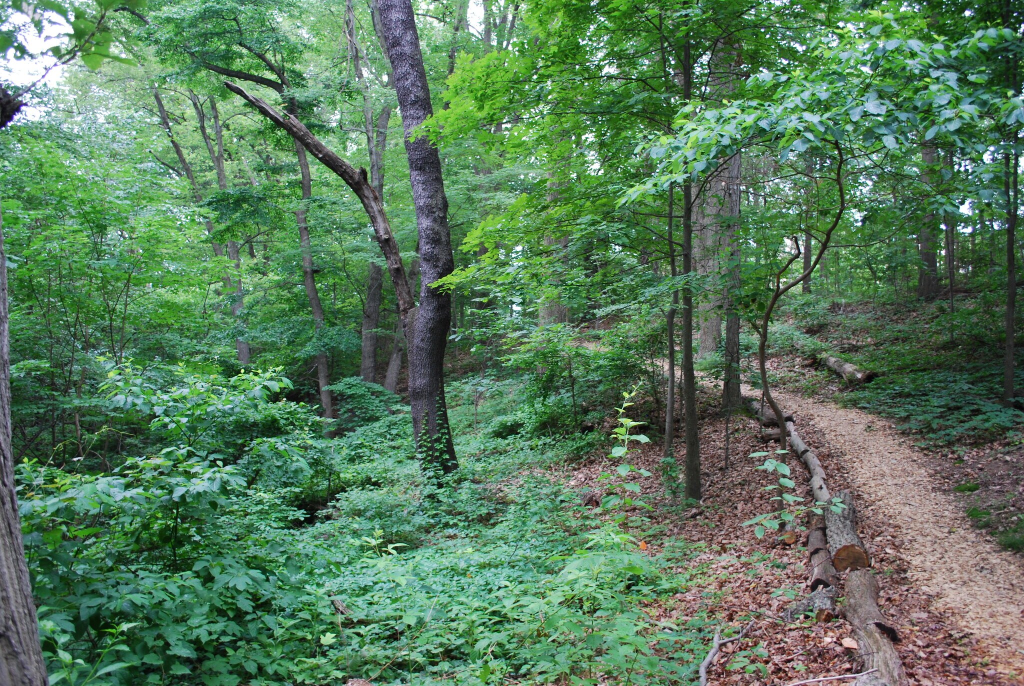 Walking trail - 5901 Mt Eagle Dr