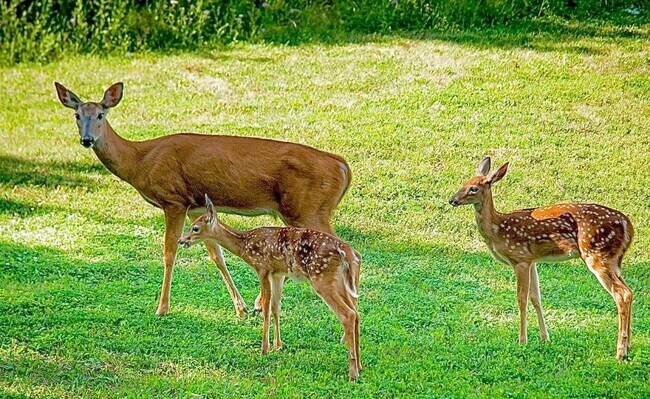 Building Photo - 1526 Lakeside Dr W